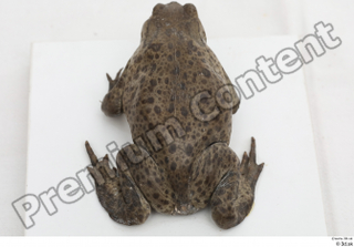 Toad  2 Bufo bufo whole body 0011.jpg